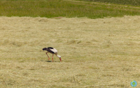 foto_ 0039