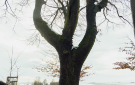 foto_ 0009